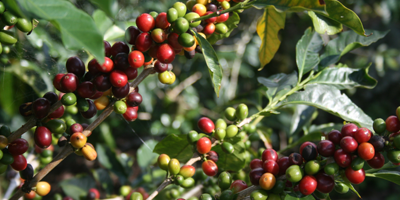 Coffee Growing