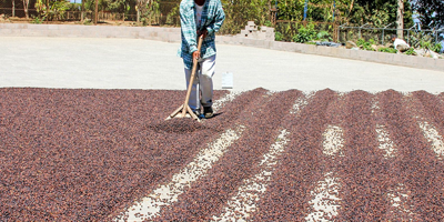 Coffee Processing