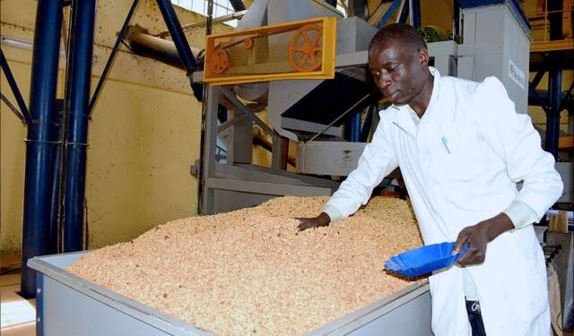 A factory worker at Chesikaki coffee mills in Mt Elgon sorting out coffee for grading purposes before its packed