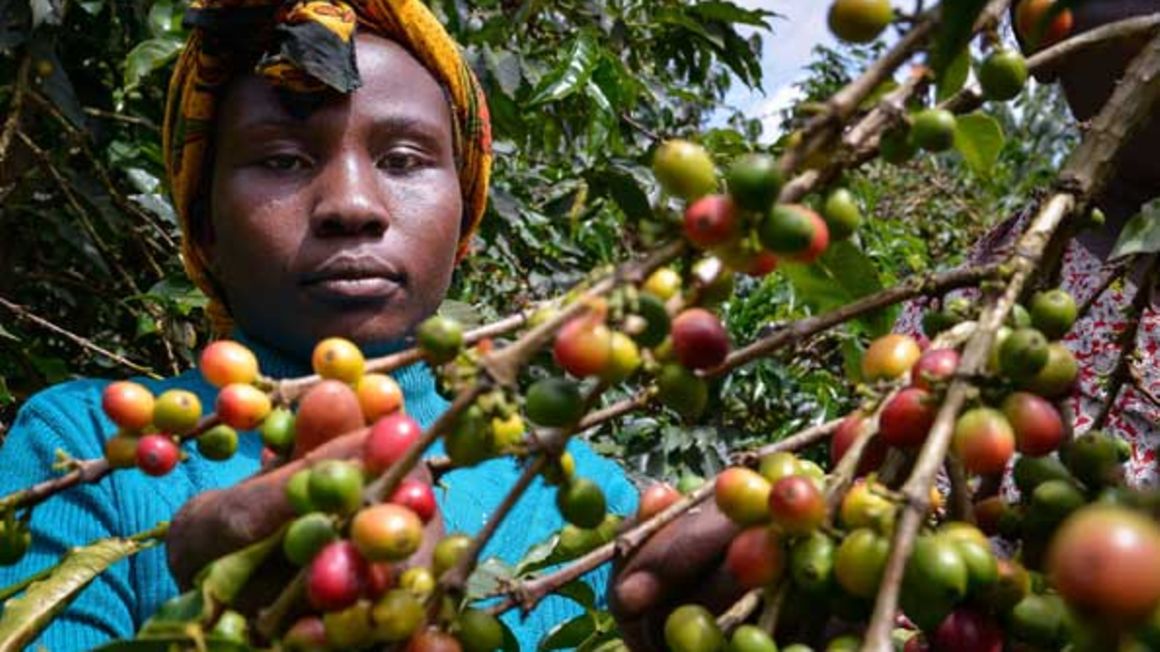 Kenya’s coffee production falls for second year - Jotim Coffee Ltd