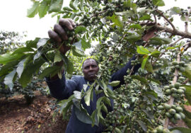 A coffee farmer works at his field in Karatina, 200 km (124 miles) north of Kenya's capital Nairobi July 23, 2010.