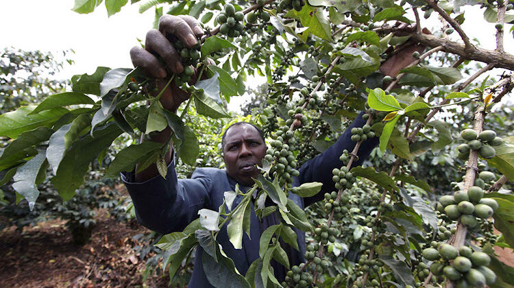 A coffee farmer works at his field in Karatina, 200 km (124 miles) north of Kenya's capital Nairobi July 23, 2010.