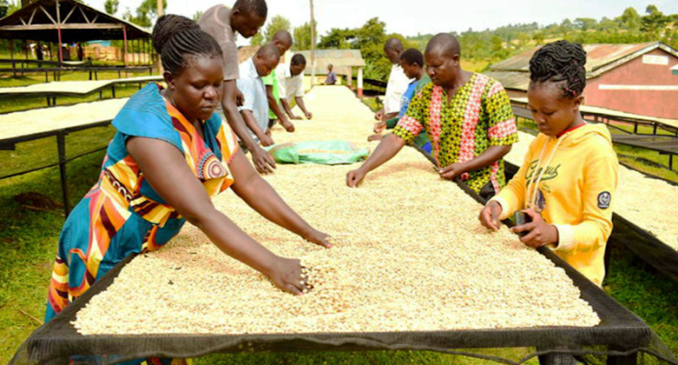 Lilian Nekesa (left) drying coffee beans on the sun at Chesikaki Farmers Cooperative society in Mt Elgon, Kenya.